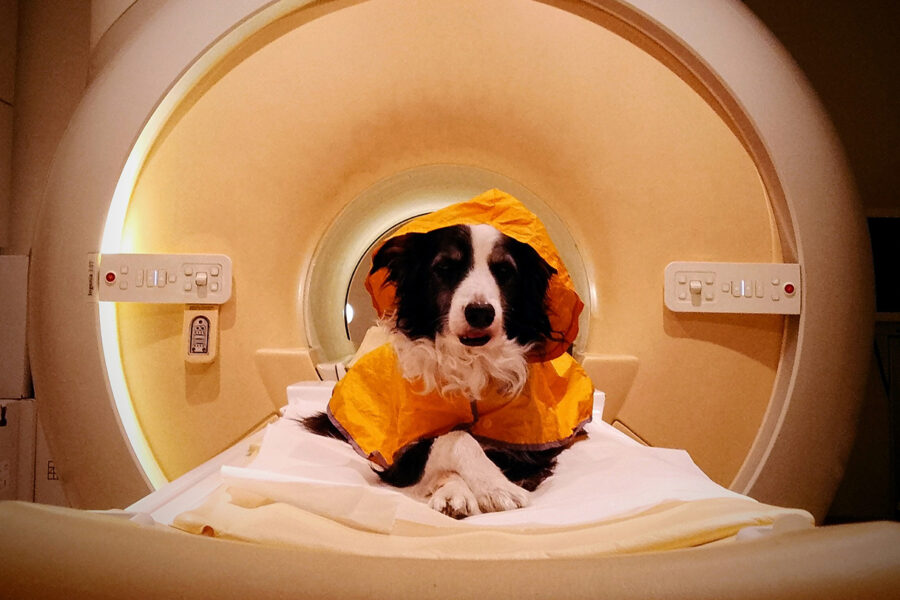 Sad or afraid? Dogs may be able to read your face
