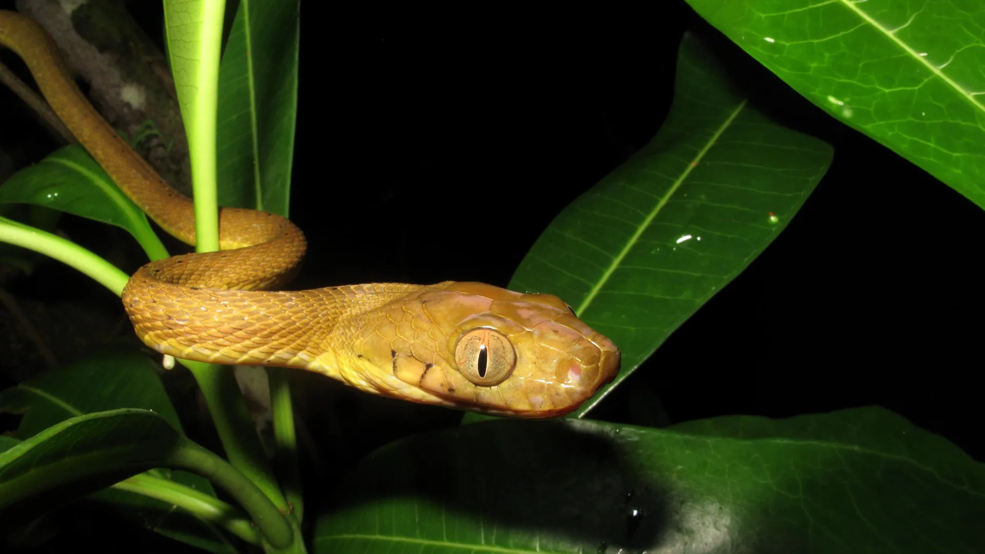 brown-tree-snake-1 How Inbred Snakes Took Over Guam