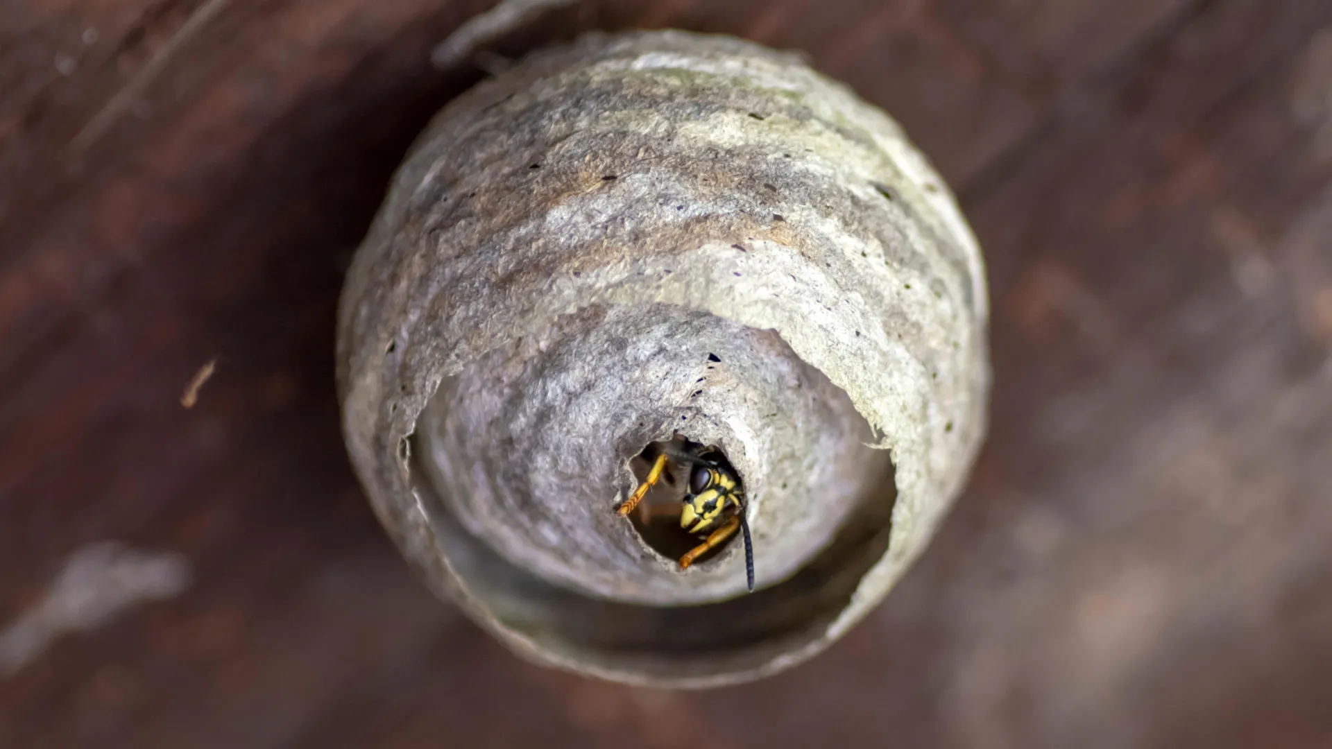 Britain’s Wasps Are Vanishing